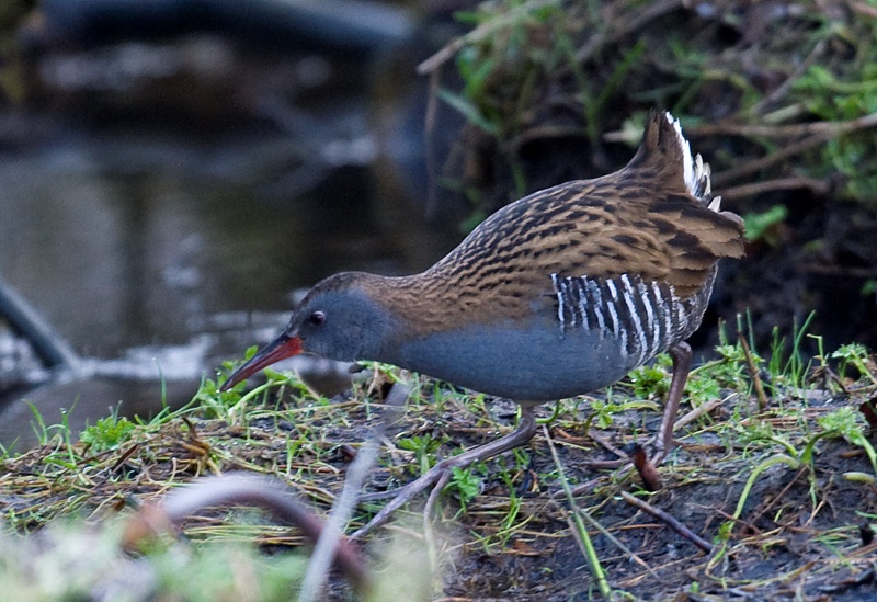 Vannrikse - Water rail (Rallus aquaticus).jpg